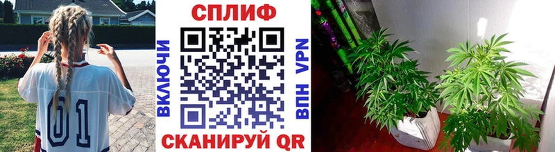 Конопля индика  Первомайск 